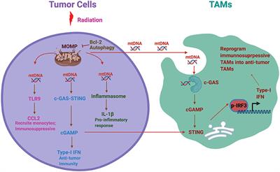 Mitochondrial Dysfunction, Macrophage, and Microglia in Brain Cancer